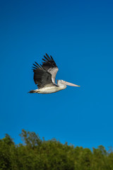 Spot-billed Pelican were flying
