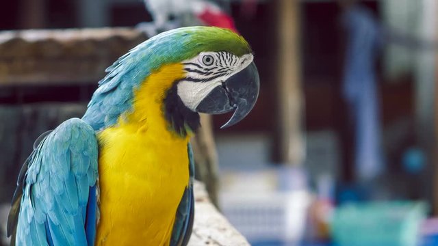 Macaw parrot. Blue yellow macaw parrot. Blue golden macaw parrot. Ara ararauna. Neotropical parrots macaws. Blue macaw parrot bird. Blue macaw ara animal. Blue macaw parrot colorful.