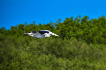 Spot-billed Pelican were flying