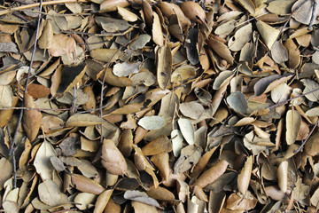 Textura de hojas secas