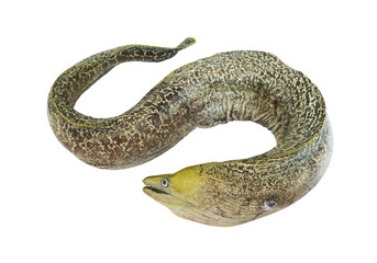 Moray eel fish isolated on white background