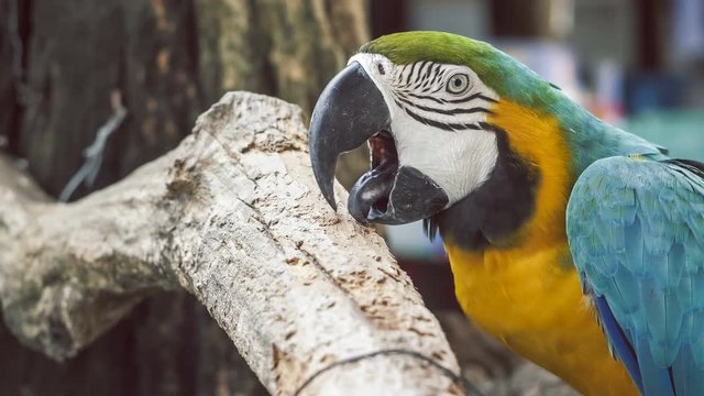 Macaw parrot. Blue yellow macaw parrot. Blue golden macaw parrot. Ara ararauna. Neotropical parrots macaws. Blue macaw parrot bird. Blue macaw ara animal. Blue macaw parrot colorful.