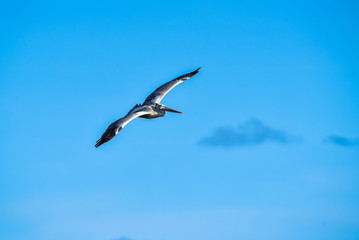 Spot-billed Pelican were flying