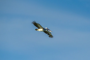 Spot-billed Pelican were flying