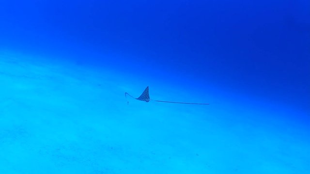 Juvenile Spotted Eagle Ray swimming and feeding in ocean