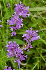 Flowers glade in summer at mountain Vitosha, near Sofia, Bulgaria  