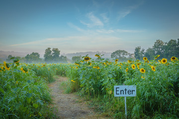Enter the path of the sunflower maze in the early morning as sun and fog rise
