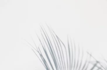 Photo sur Plexiglas Palmier ombre de feuilles de palmier