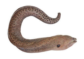 Moray eel fish isolated on white background