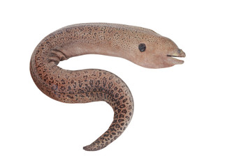 Moray eel fish isolated on white background