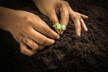 Small tree with Hands and soil  , soil background