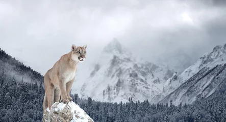 Washable wall murals Puma Portrait of a cougar, mountain lion, puma, Winter mountains
