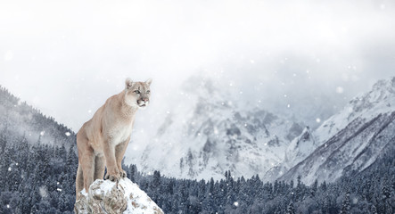 Portrait d& 39 un couguar, lion de montagne, puma, montagnes d& 39 hiver