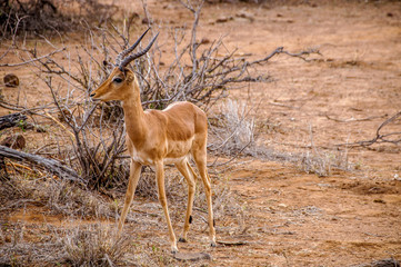 Impala in Kruger National Park, South Africa