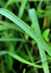 fresh green grass with water drops