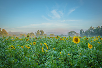 Sunflower field in the early morning as sun and fog rise