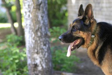 Dog german shepherd in a summer day