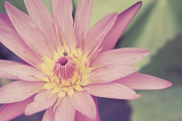 Obraz na płótnie Canvas Lotus flower in pond