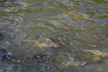 Carp floating at the surface.