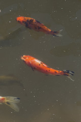 Koi carp floating at the surface.