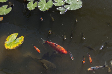 Koi carp floating at the surface.