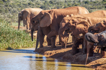 Fototapeta na wymiar Elephants Drinking at Waterhole in Addo Elephant National Park, South Africa