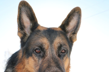 German shepherd dog on snow in winter day