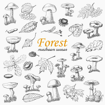 Set of isolated forest plants and mushrooms in sketch style