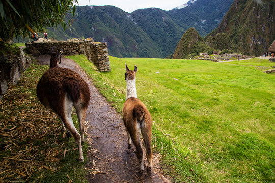 View of the city of Machu Picchu, Peru
