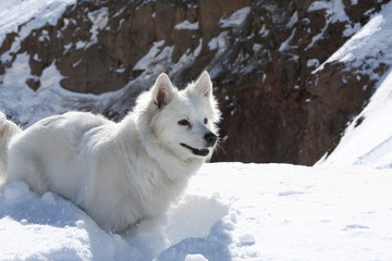 American Eskimo Dog Puppy White Fur Portrait in the Snowy Andes Mountains
