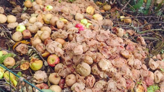 Closeup of flies and bees flying around a pile of compost