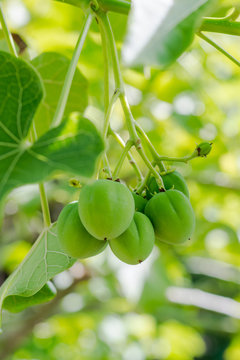 Fruit of the jatropha on tree with green leaves in the rainy sea