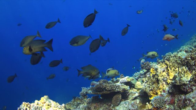 A school of Unicornfish on a coral reef. 4k footage