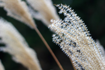 ススキ Japanese silver grass