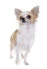 Obraz premium chihuahua in studio