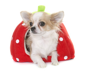 chihuahua in dog bed