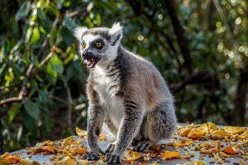 Obraz premium Lemur Monkey, South Africa