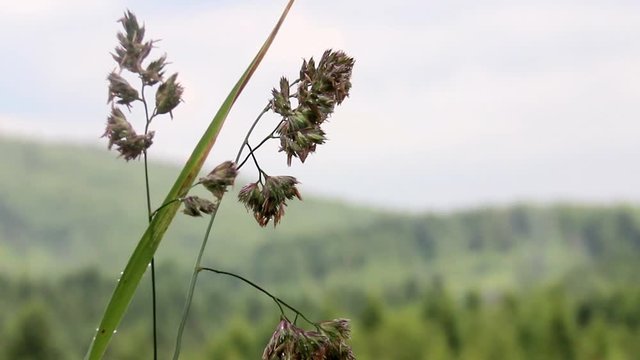 close-up cocks-foot (Dactylis glomerata)