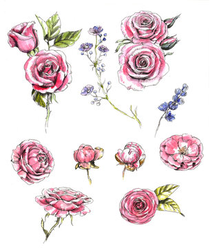 Collection of the hand-drawn roses and floral elements. Line art and watercolor. Set of the different flowers for floral compositions, decoration