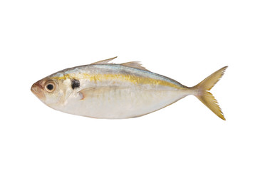 Fresh horse mackerel fish isolated on white background
