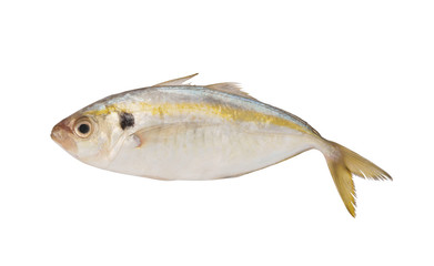 Fresh horse mackerel fish isolated on white background
