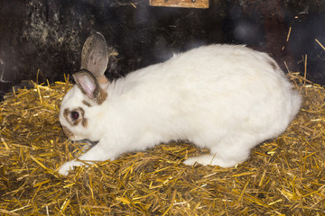Kaninchen sitzt auf Stroh © JFsPic