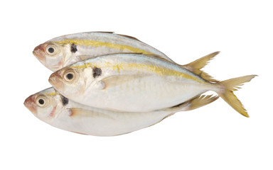 Fresh horse mackerel fish isolated on white background