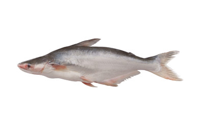 Fototapeta premium Fresh pangasius fish isolated on white background