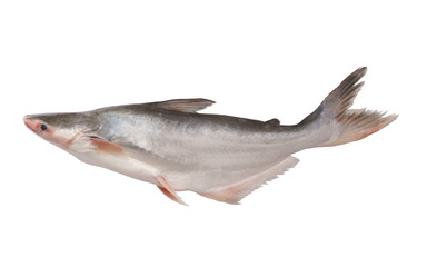 Fresh pangasius fish isolated on white background