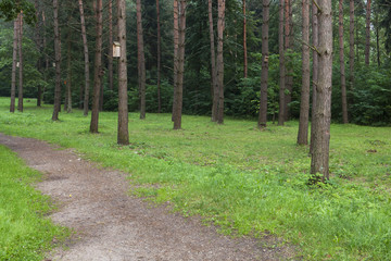 A path through the pine forest. Bird houses on the trees. 