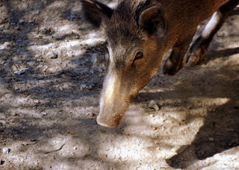 Fototapeta premium Chianti - Wildschwein