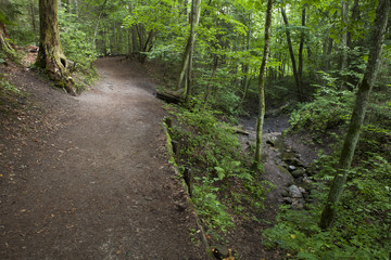 Fototapeta premium A path in a forest along a small creek.