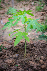 Young papaya tree growing in gardent in thailand.