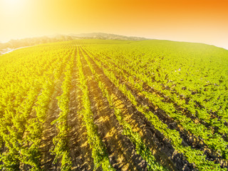 Spectacular aerial view at sunset of a vineyard in California. Napa Valley is the main wine growing region of the United States and one of the major wine regions of the world.